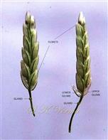  Spikelets